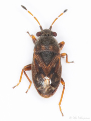 Stygnocoris