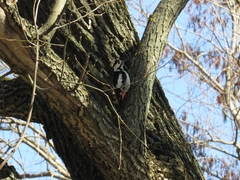 Dendrocopos syriacus