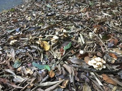 Marasmius pellucidus