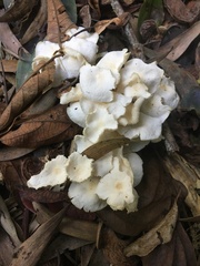 Marasmius pellucidus