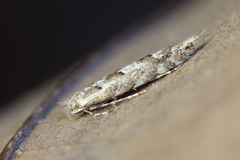 Phyllonorycter apparella