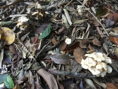 Marasmius pellucidus