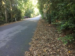 Marasmius pellucidus