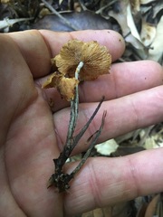 Marasmius pellucidus