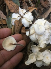 Marasmius pellucidus