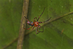 Dimidamus dimidiatus