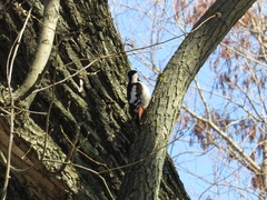 Dendrocopos syriacus