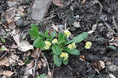 Primula elatior