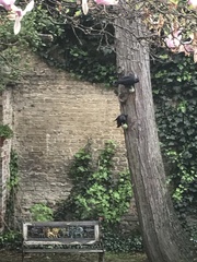Corvus monedula