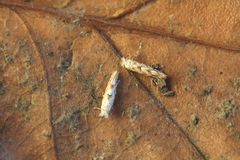 Phyllonorycter comparella