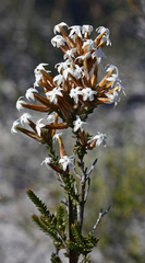 Lysinema ciliatum
