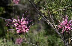 Grevillea plurijuga superba