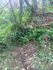 Hedychium gardnerianum