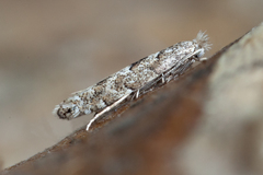 Phyllonorycter pastorella