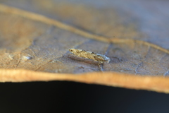 Phyllonorycter pastorella