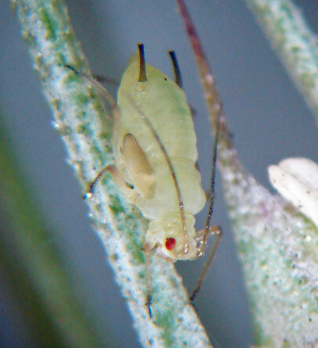 English Grain Aphid photo 5