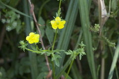 Ranunculus baldshuanicus