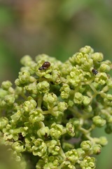 Heterhelus