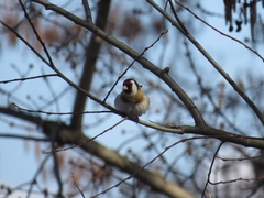 Carduelis carduelis