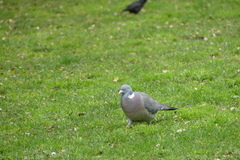 Columba palumbus