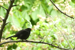 Turdus merula