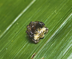 Arkys speechleyi
