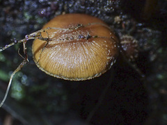 Galerina patagonica