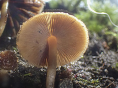 Galerina patagonica