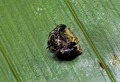 Arkys speechleyi