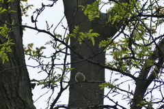 Passer domesticus