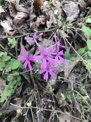 Phlox nivalis