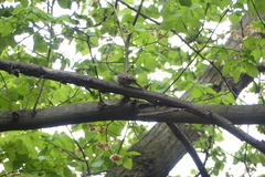 Certhia brachydactyla