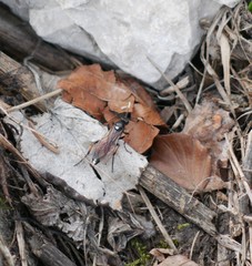Ichneumon gracilentus