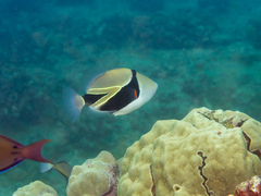 Wedge-Tail Triggerfish photo 3