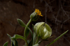 Calendula tripterocarpa