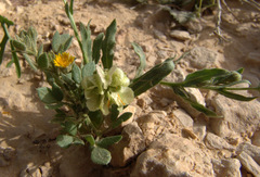 Calendula tripterocarpa