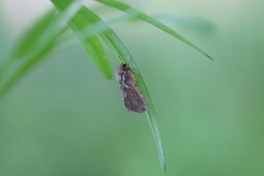 Thitarodes variabilis