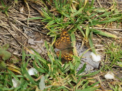 Pararge aegeria aegeria