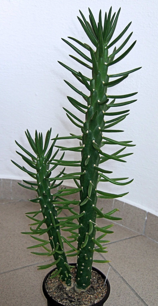 Opuntia subulata  iNaturalist
