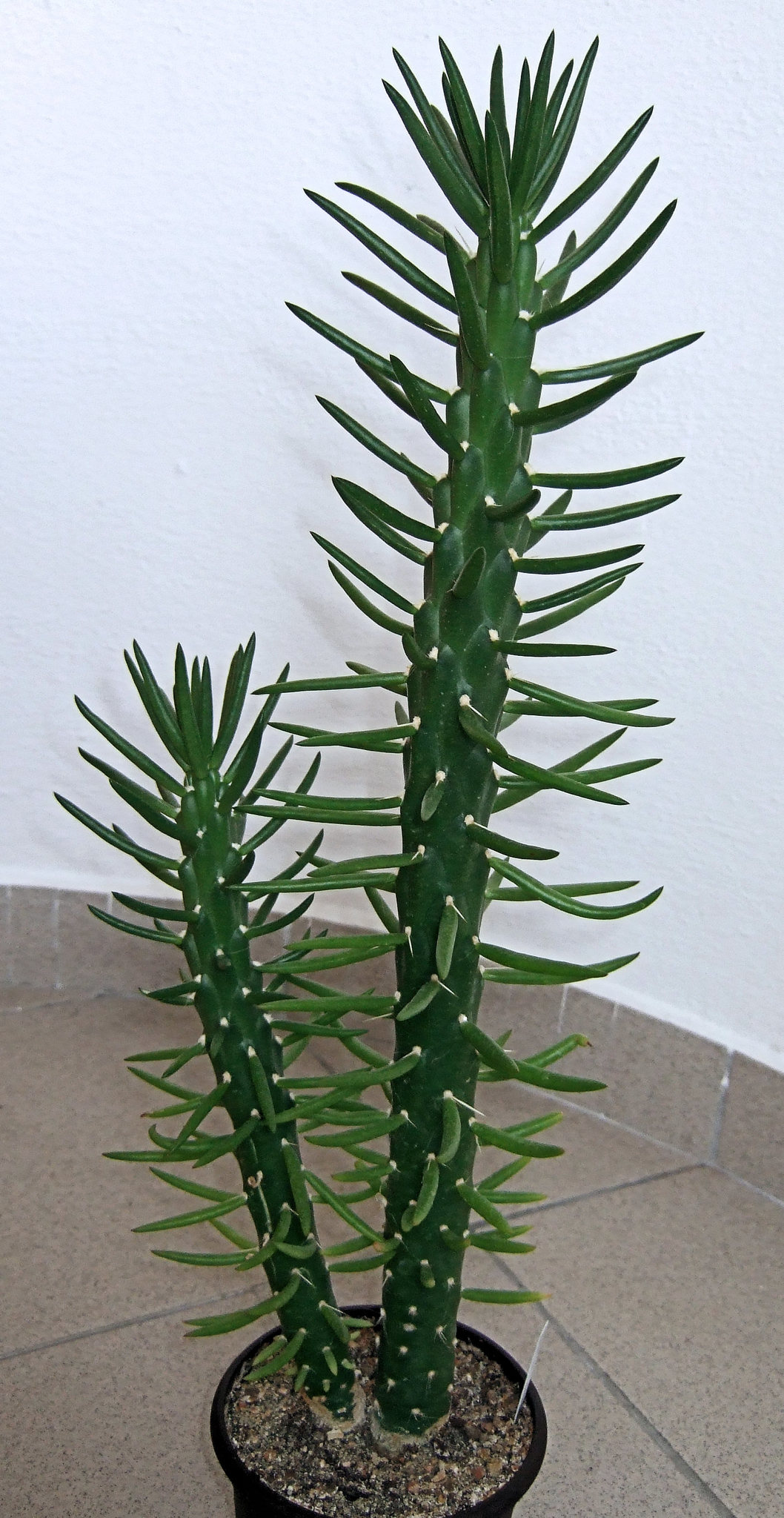 Opuntia subulata  iNaturalist