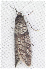 Lepidoscia annosella