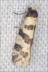 Lepidoscia characota