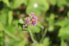 Adenostyles alliariae