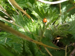 Coccinella septempunctata