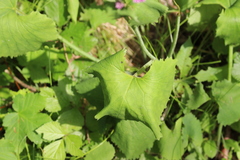 Adenostyles alliariae