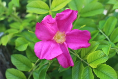 Rosa rugosa