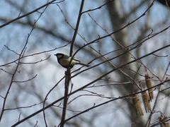 Parus major