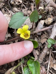 Viola rotundifolia