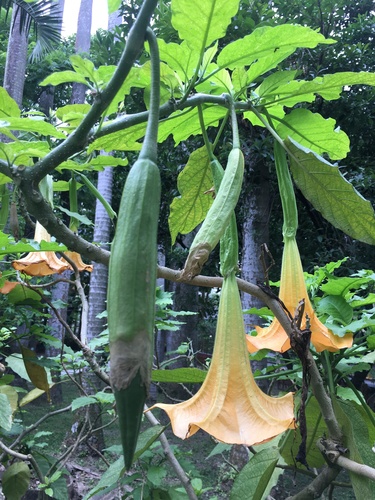 Brugmansia suaveolens