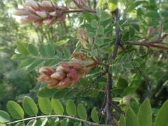 Robinia viscosa